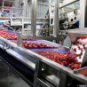 Dreisbach_Cal Pacific_strawberries