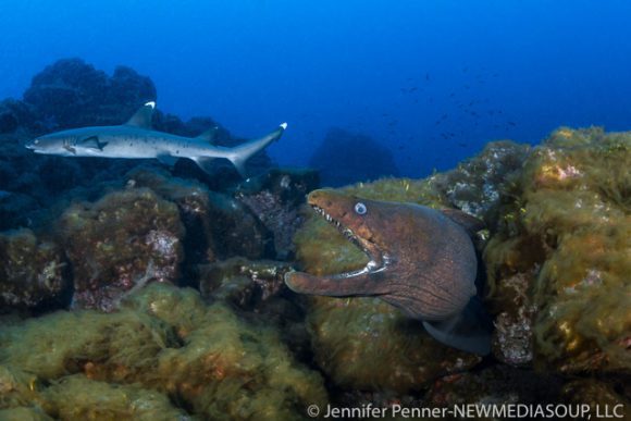 Revillagigedo Islands, Socorro, Mexico, Solmar V, scuba diving, live aboard, eel, shark, blue water, ocean